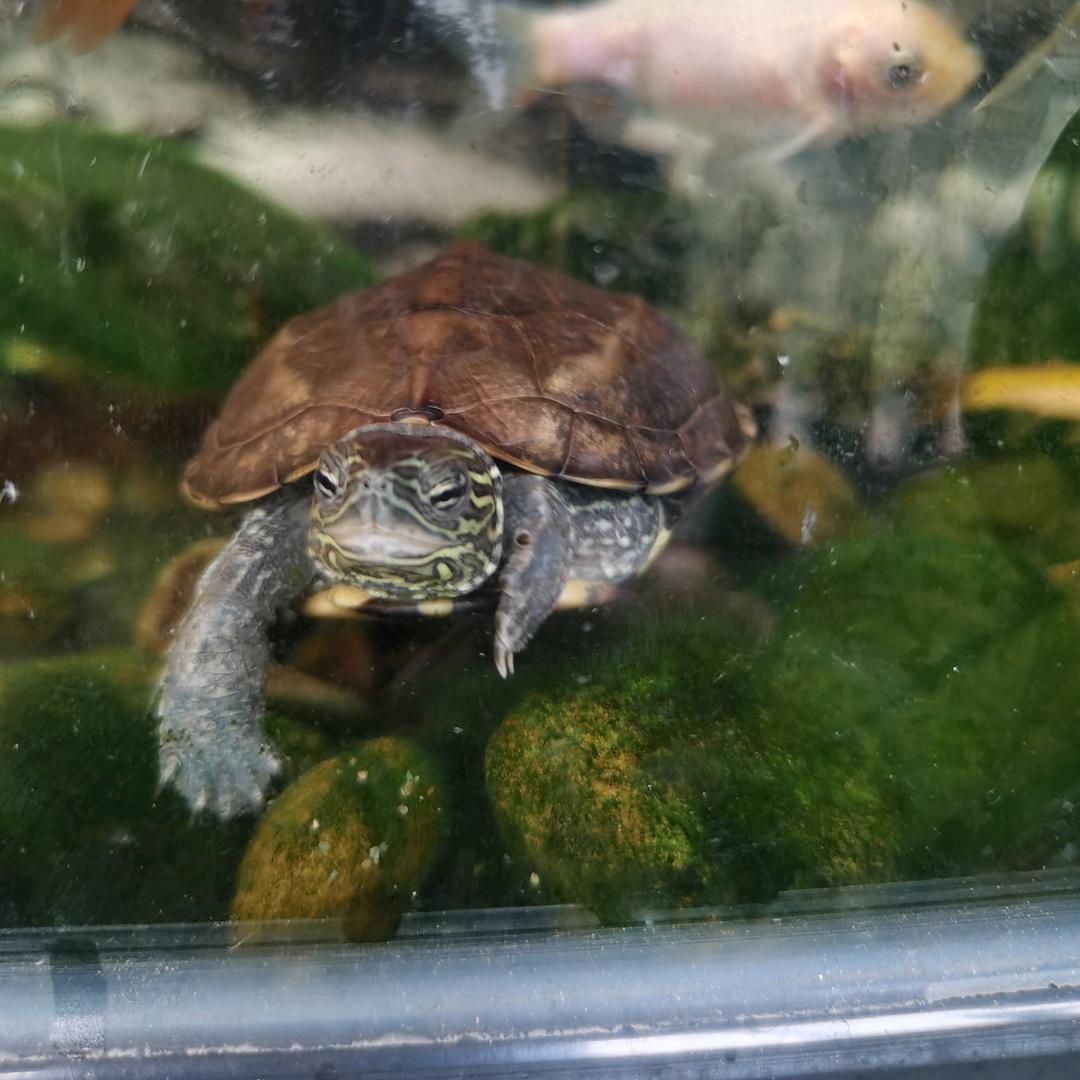 小溪流水绿