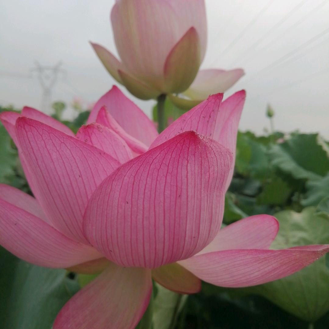 菊姐