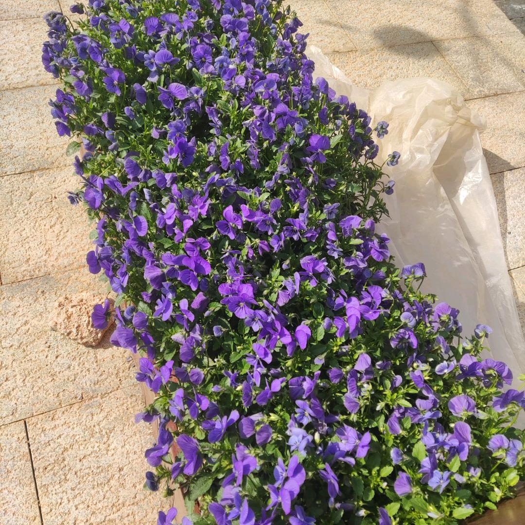 峡江阿赞刹车王