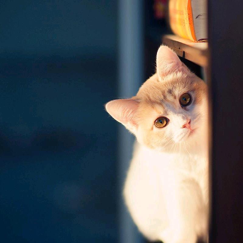 喵了个咪Miao
