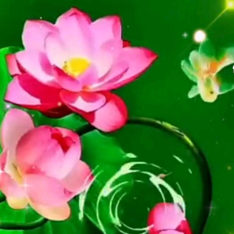 青青豆