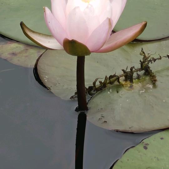 🌾卡拉就是0k·麦家班