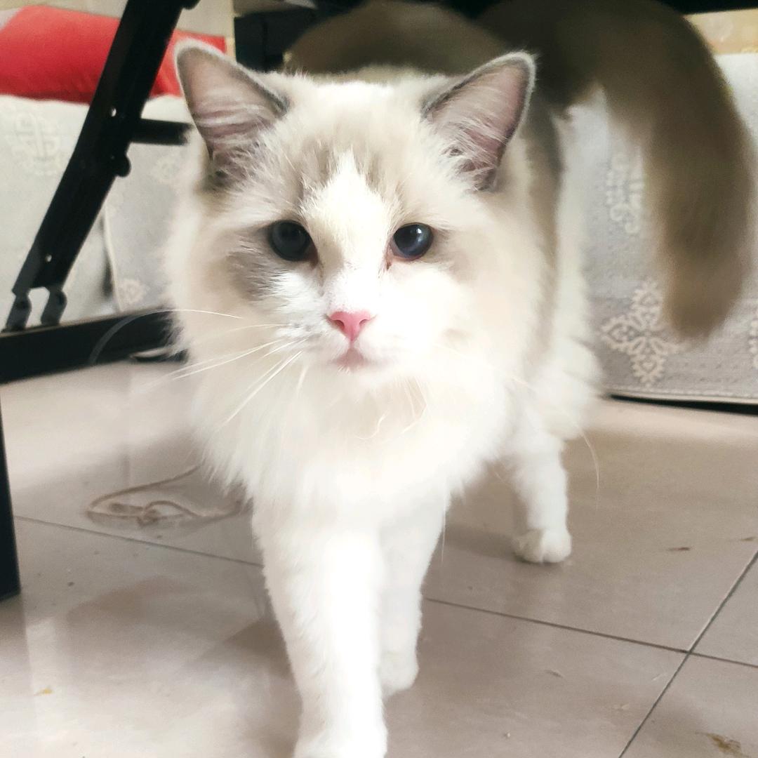布偶猫抓娃娃