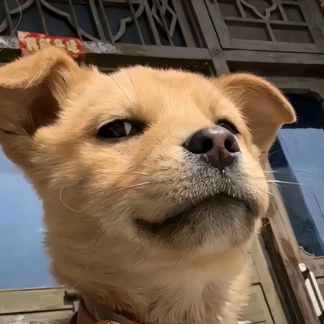 我忧郁的白衬衫
