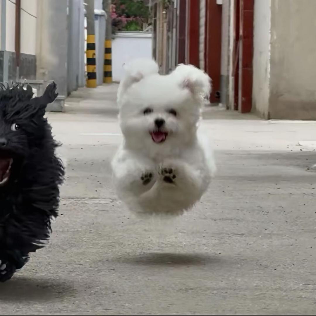 长矛沾屎戳谁谁死