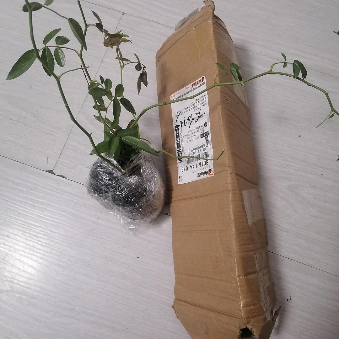 大白鲨