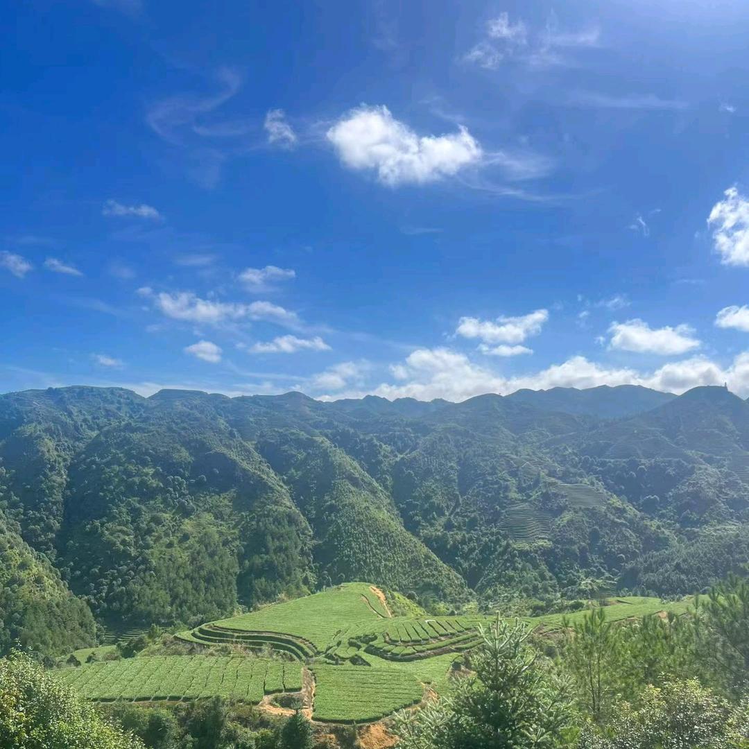 福茶香茗茶 铁观音世家 王昱州