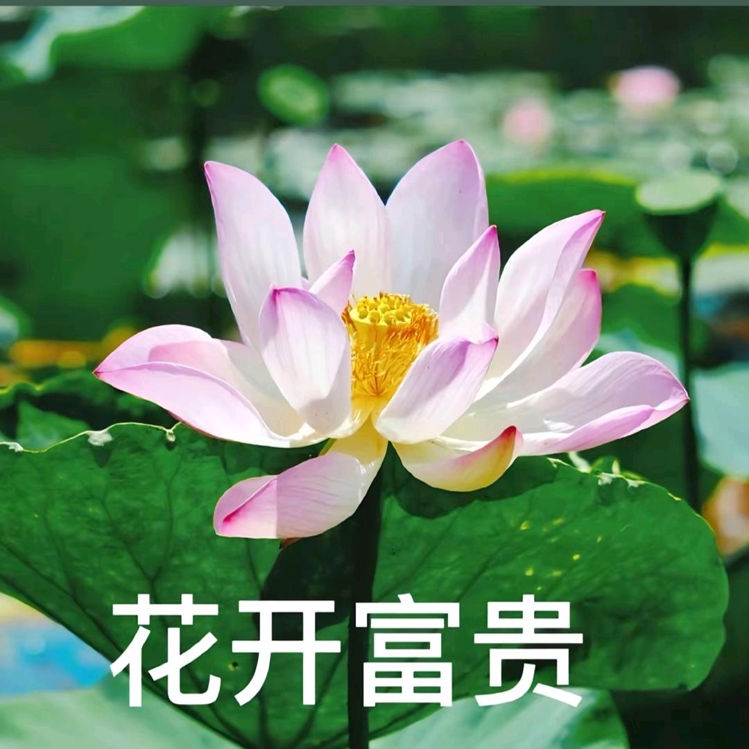 只想找个意中人过完下辈子