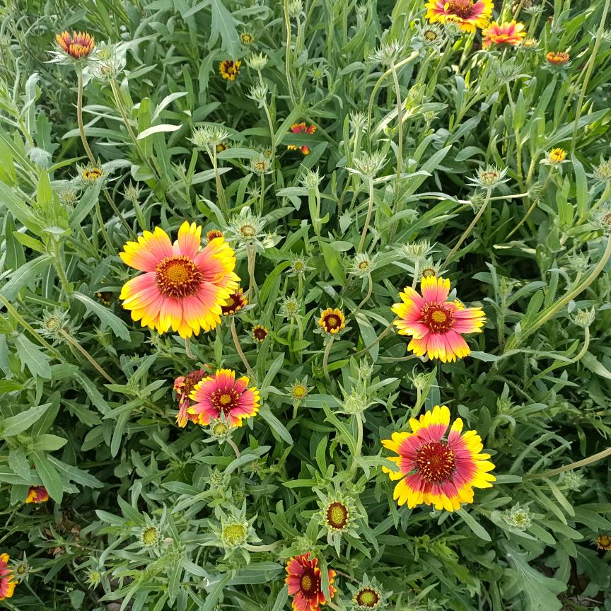 南城花落