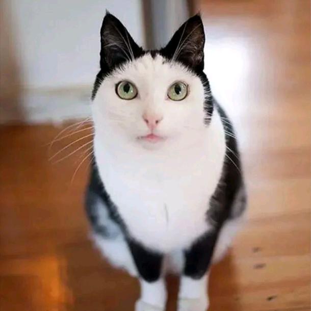 我家猫咪叫铁蛋