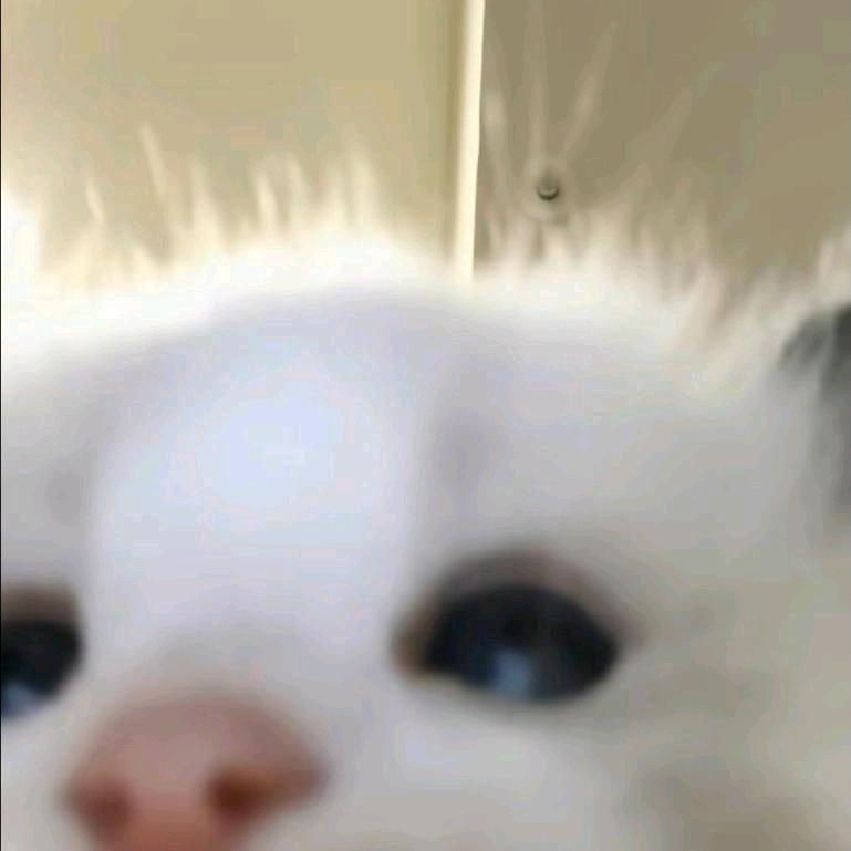 霸王喵