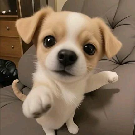zhy