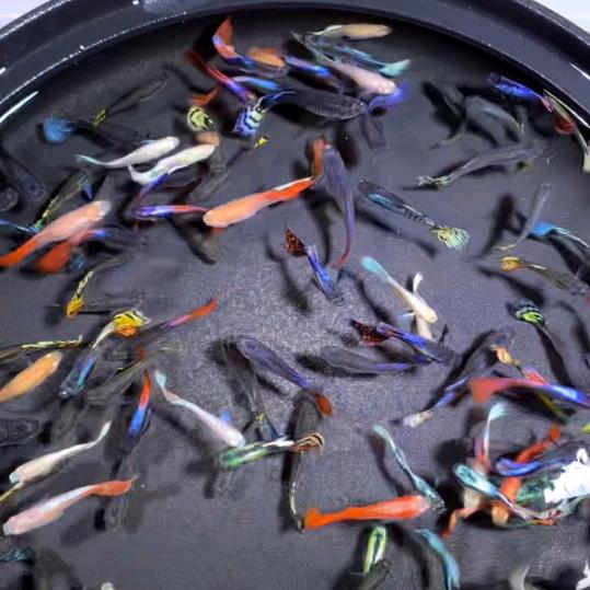 🎉傻丫头🎤全民K歌首播🎉