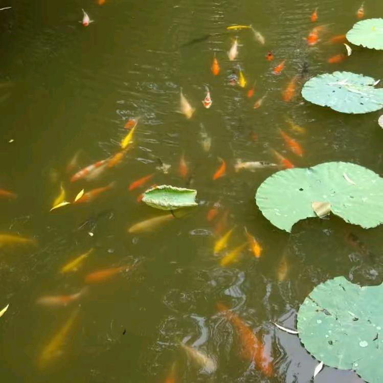 简简单单过一生