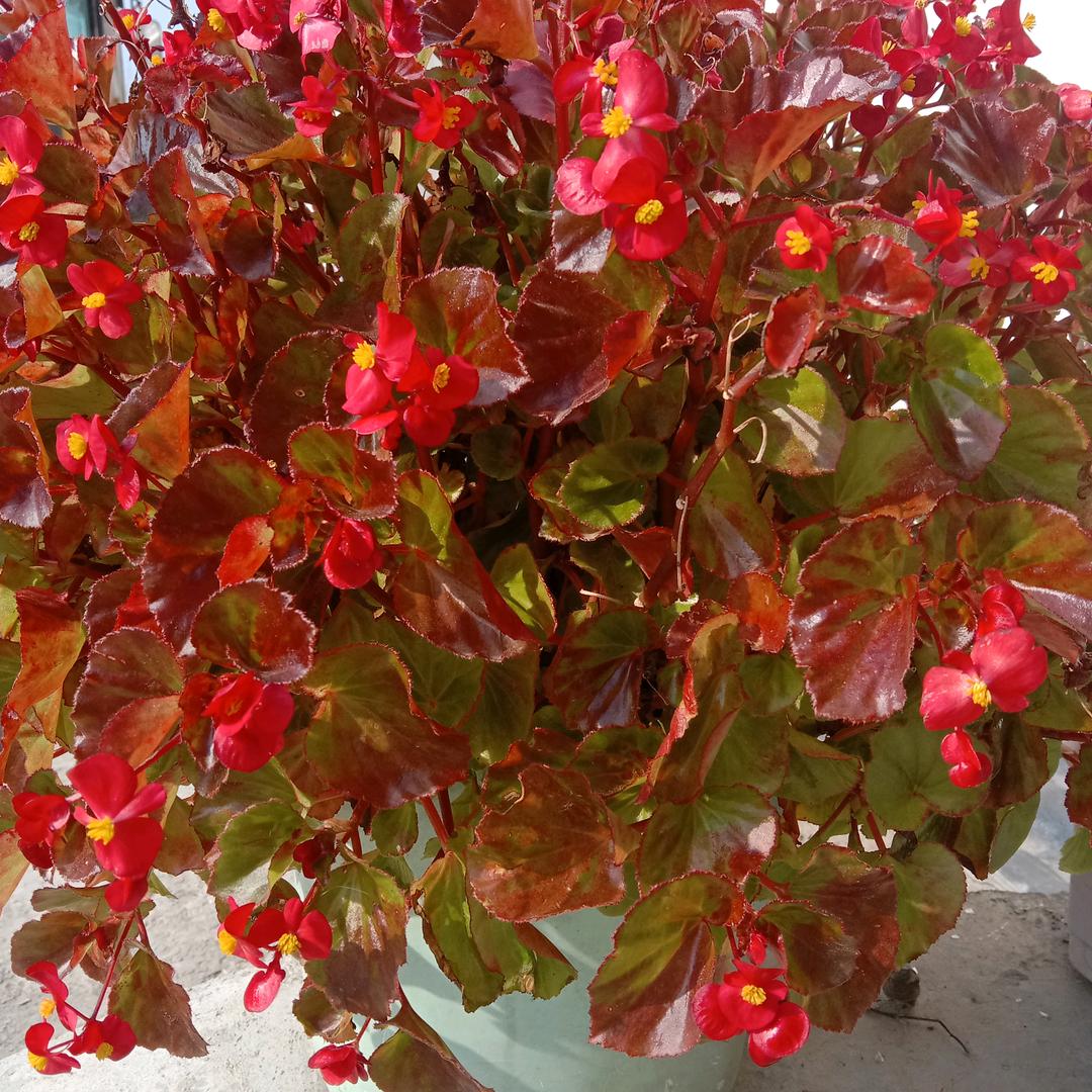 🌺🌺心想事成🌺🌺