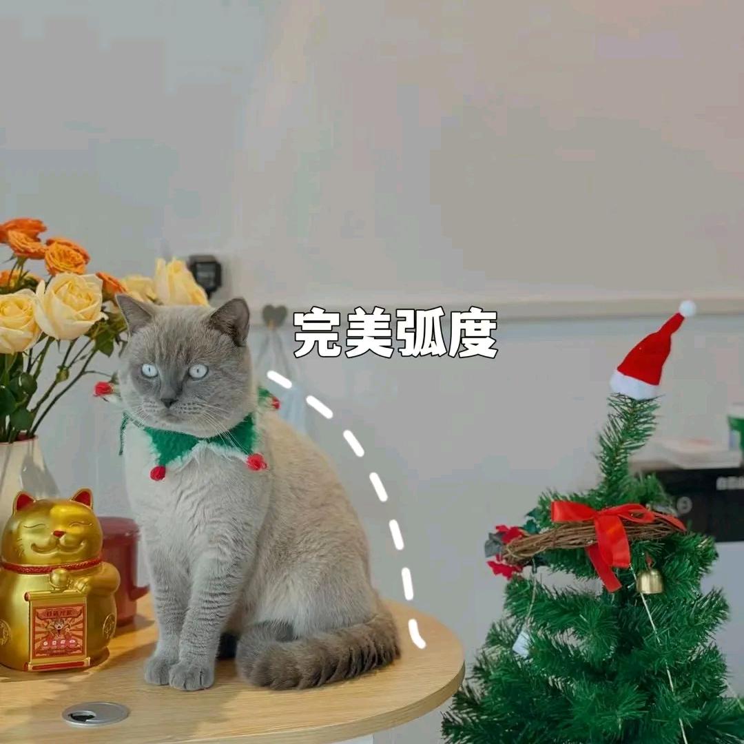 苏多猫