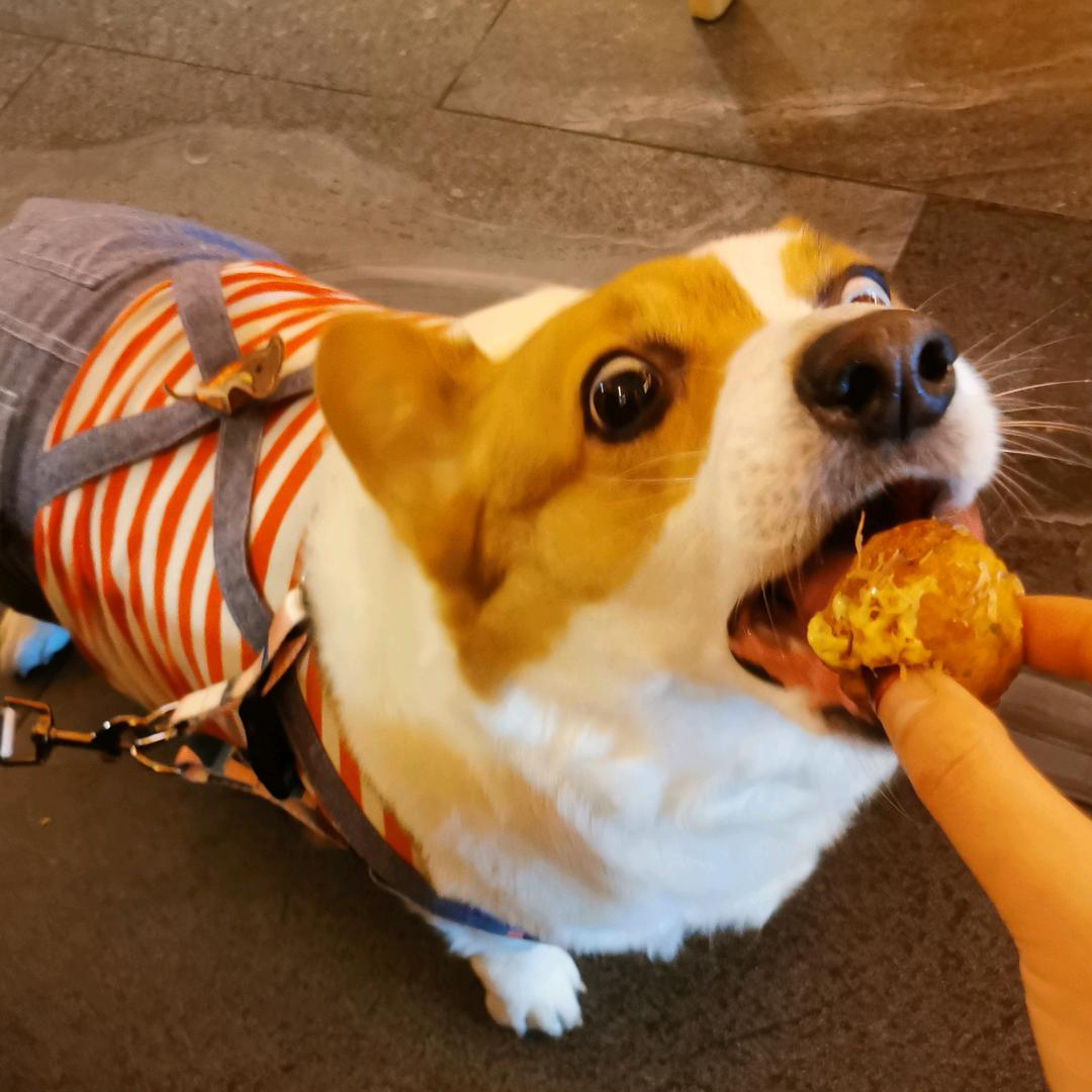 🐶肥欢的快乐生活
