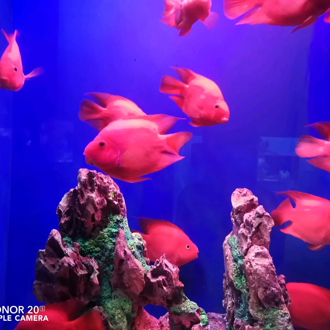 🦋寻水的鱼，，，🦋