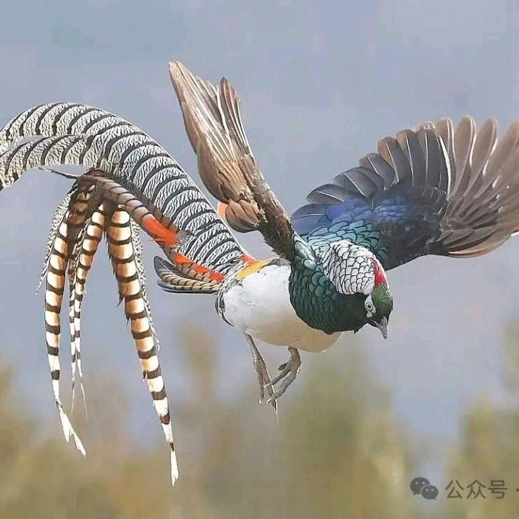 李祥云南架子工