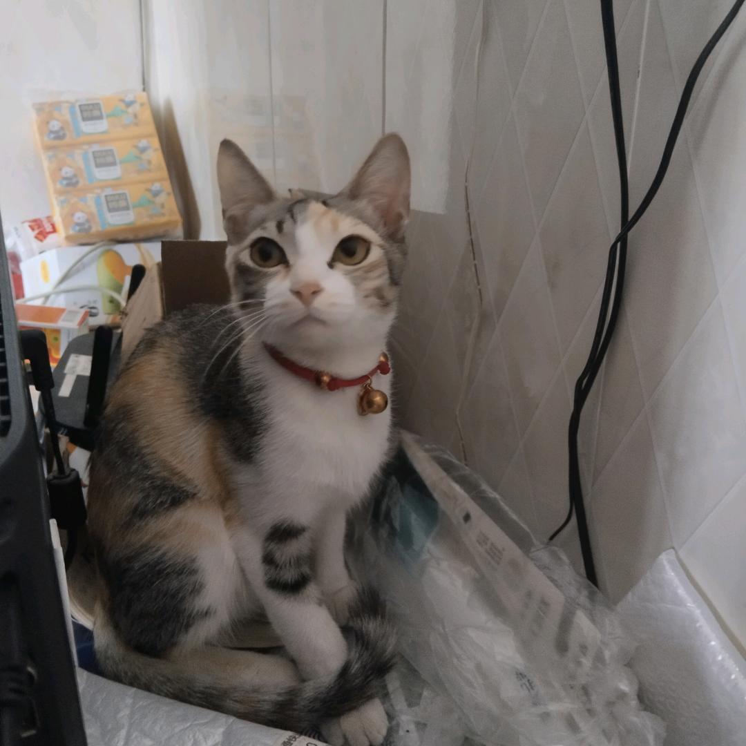 艳瑞
