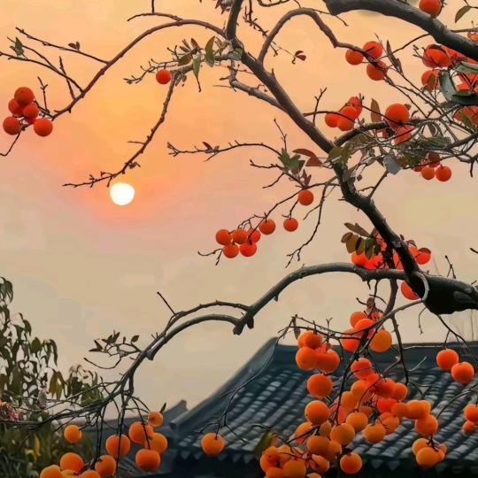 那就柿柿如意🤜🤛