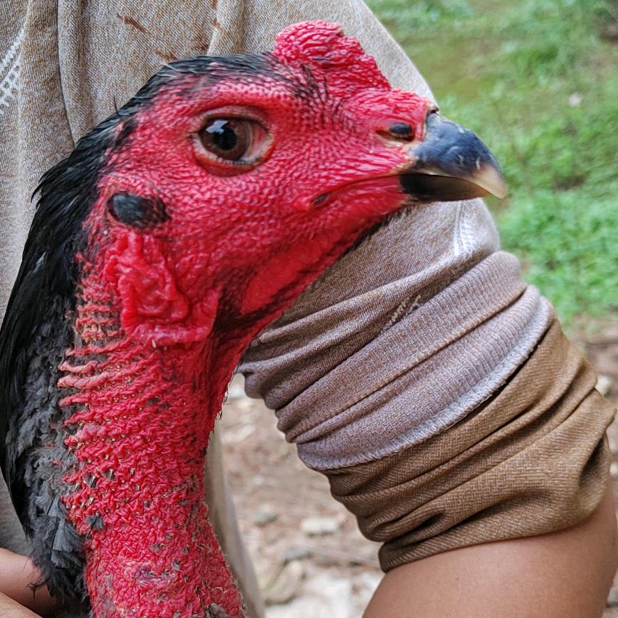 佳宏养殖