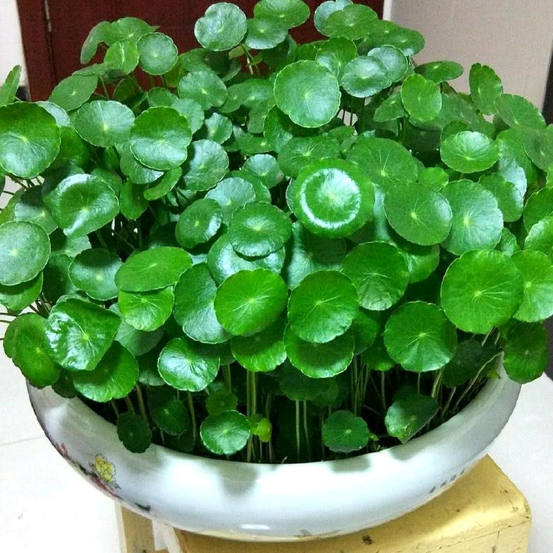 🎋🎋一笑而过ꦿ҉᭄࿚ནོ⁵²⁰