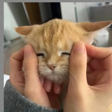 ʕ´•ᴥ•`ʔ