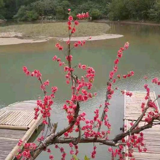 桃花源