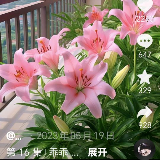 百合🌸🌸