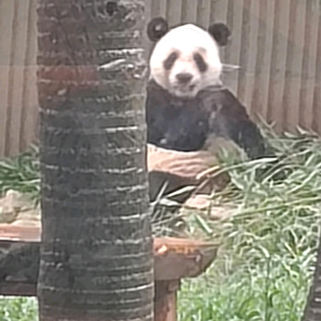 熊猫🐼