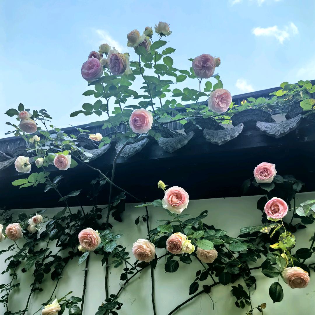 杨杨🉐亿头像
