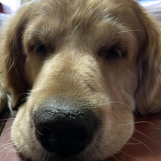军哥养犬