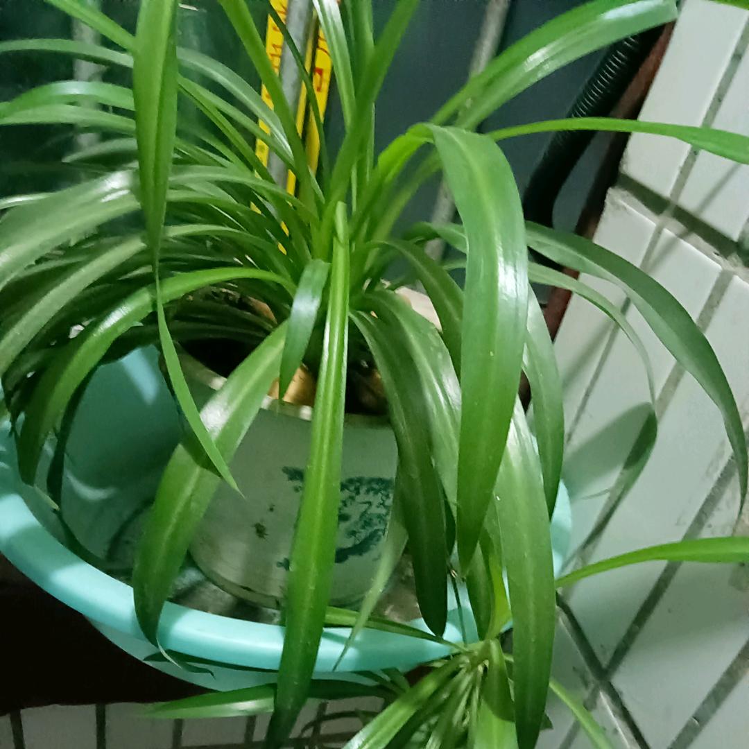 珍珍