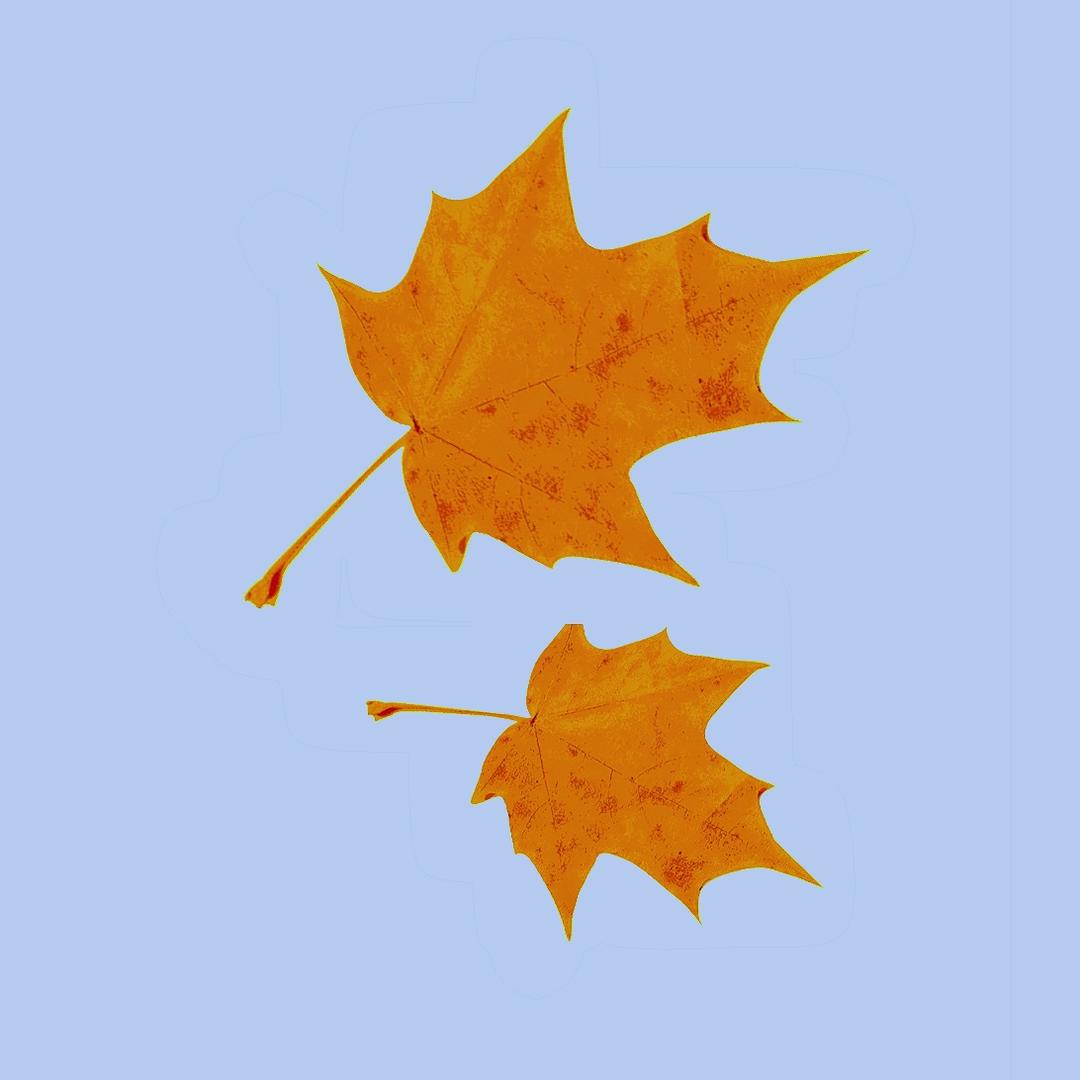 ʕ̢̣·͡˔·Ɂ̡̣̣