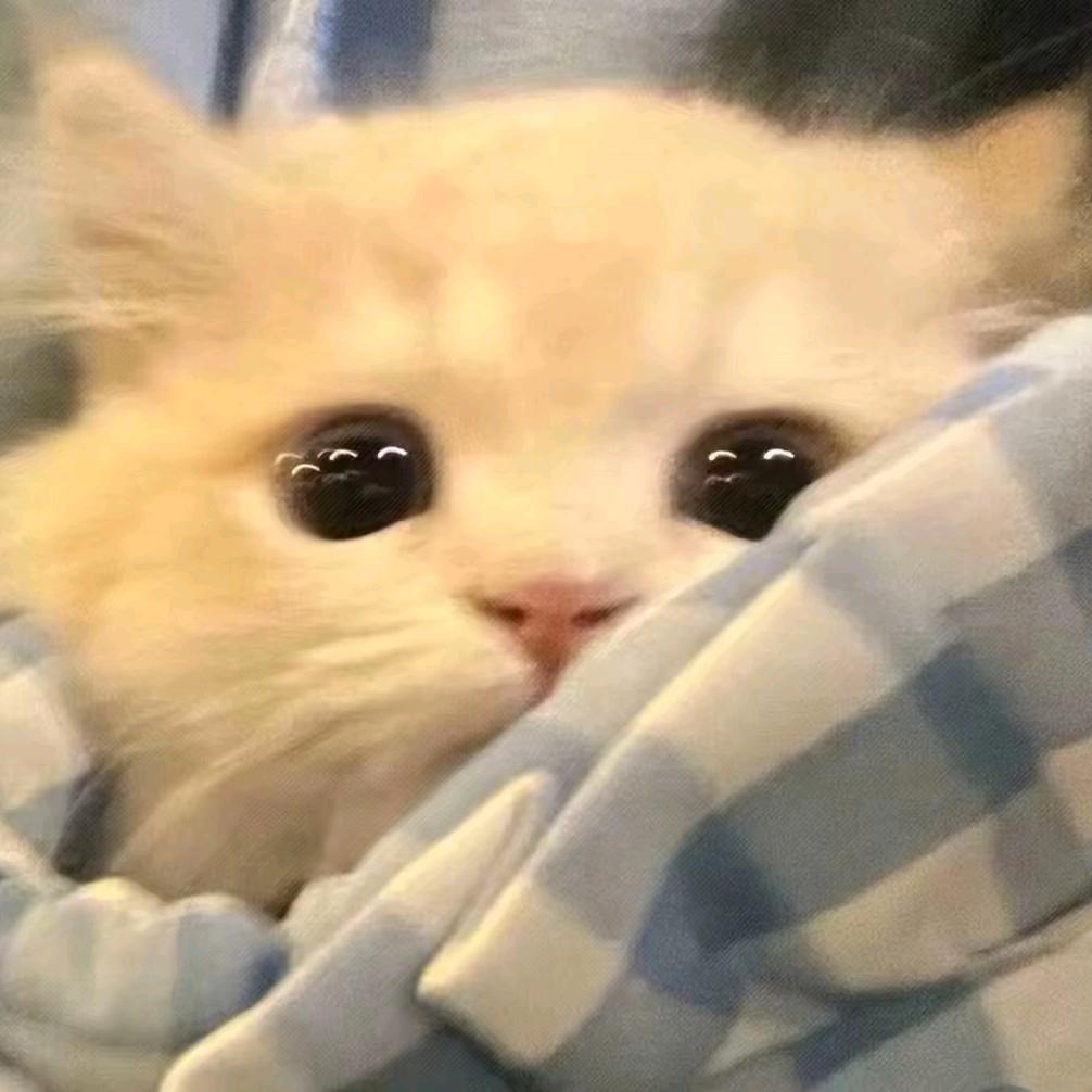 橙橙 •ᴥ•