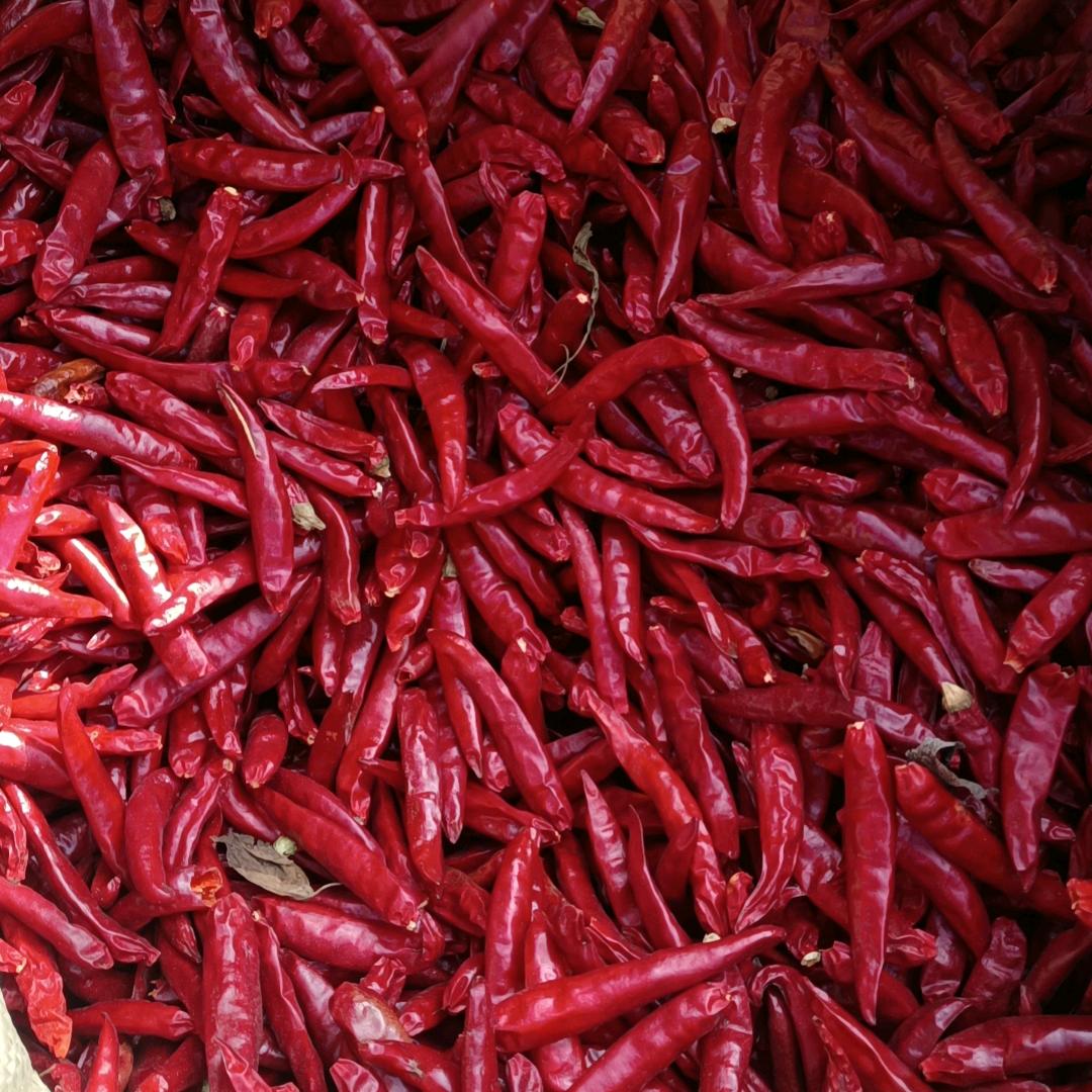 红太阳辣椒收购场刘金芳