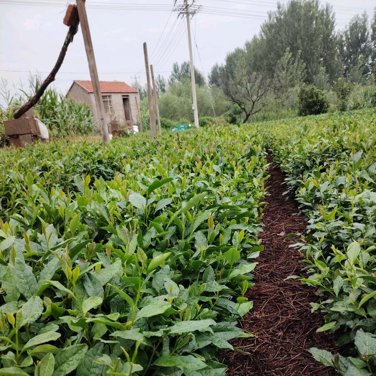 美丫丫童品&日照绿茶