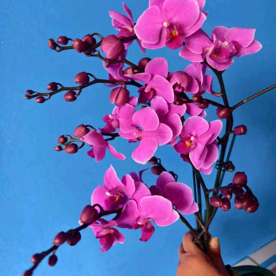 好看，我有苗