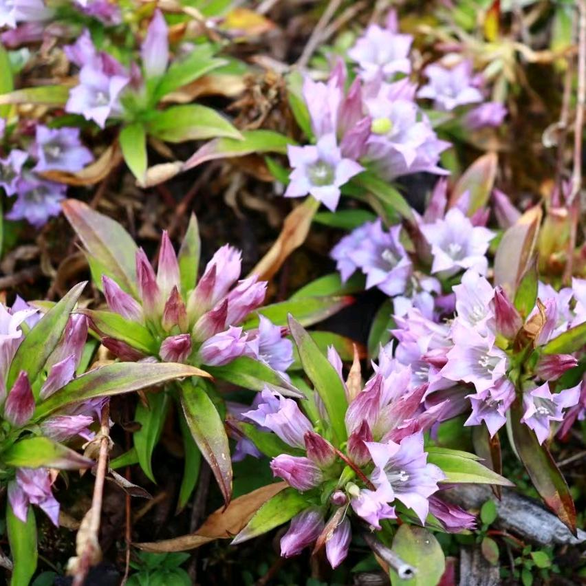 云南产地龙胆黄精鸡血藤红花白芨重楼