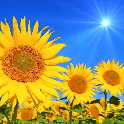 阳光灿烂的奶奶