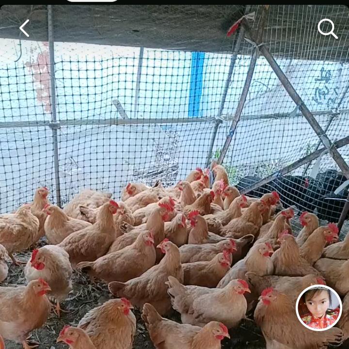 小施在宁波批发鸡鸭鹅零售