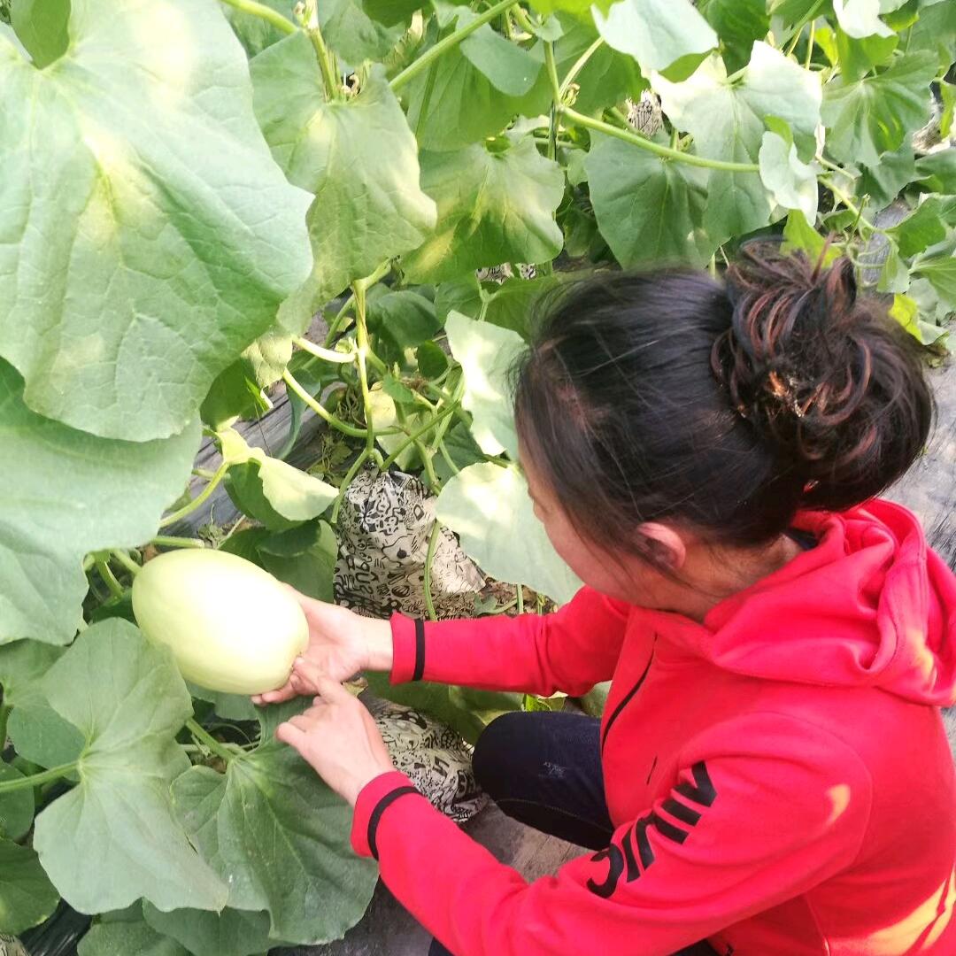 山东种子大世界