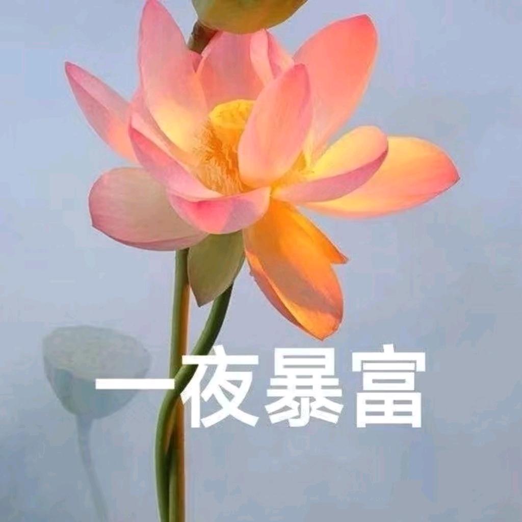 🌈小羊睡不醒🦄_