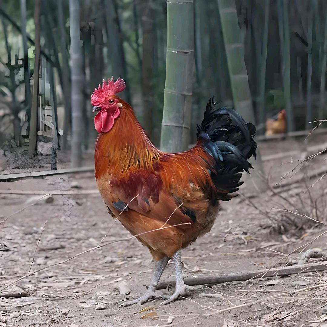 丁伟炒鸡（大唐华府）