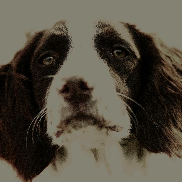 苏州训犬潘潘