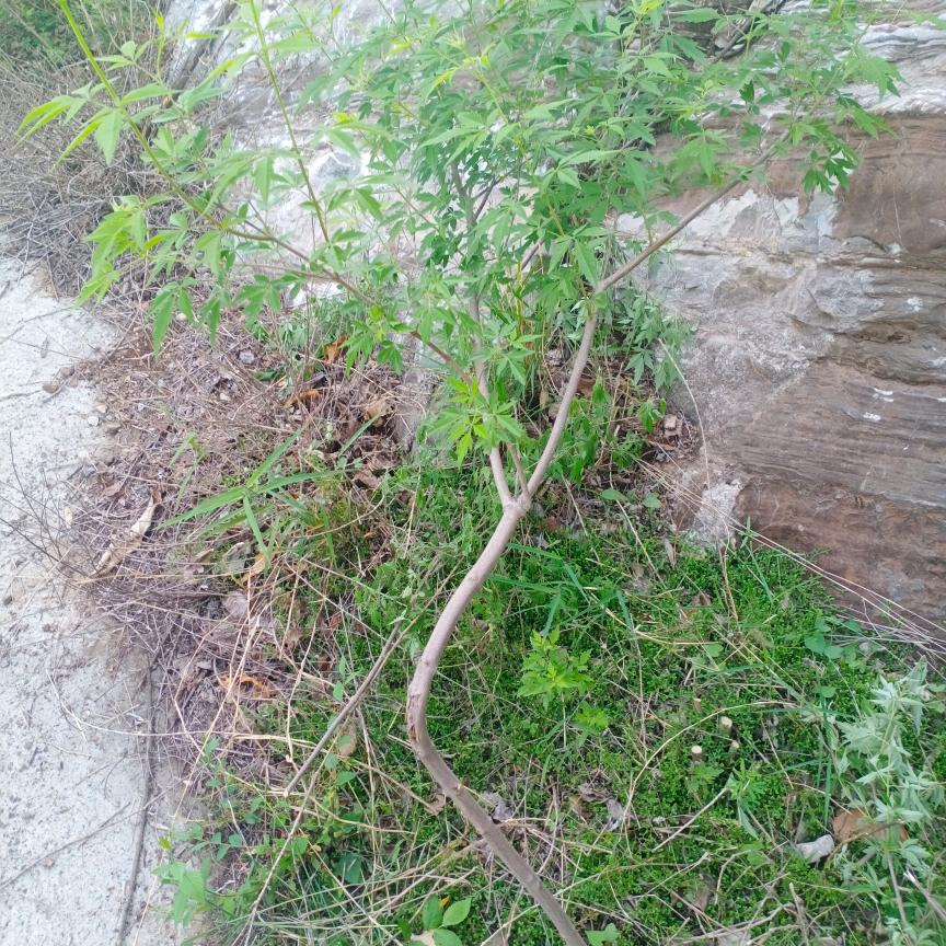 小佟山货，及绿植盆景