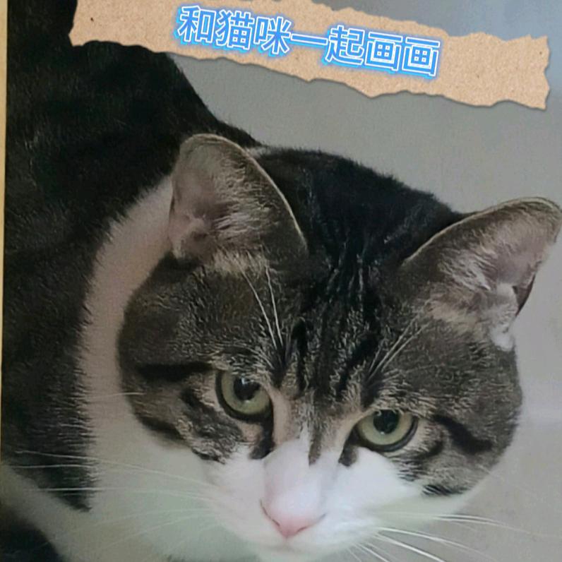 和猫咪一起画画