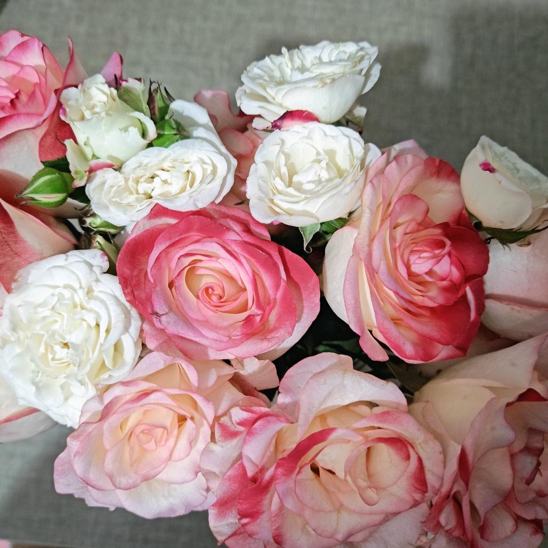 🪷浴火重生🪷