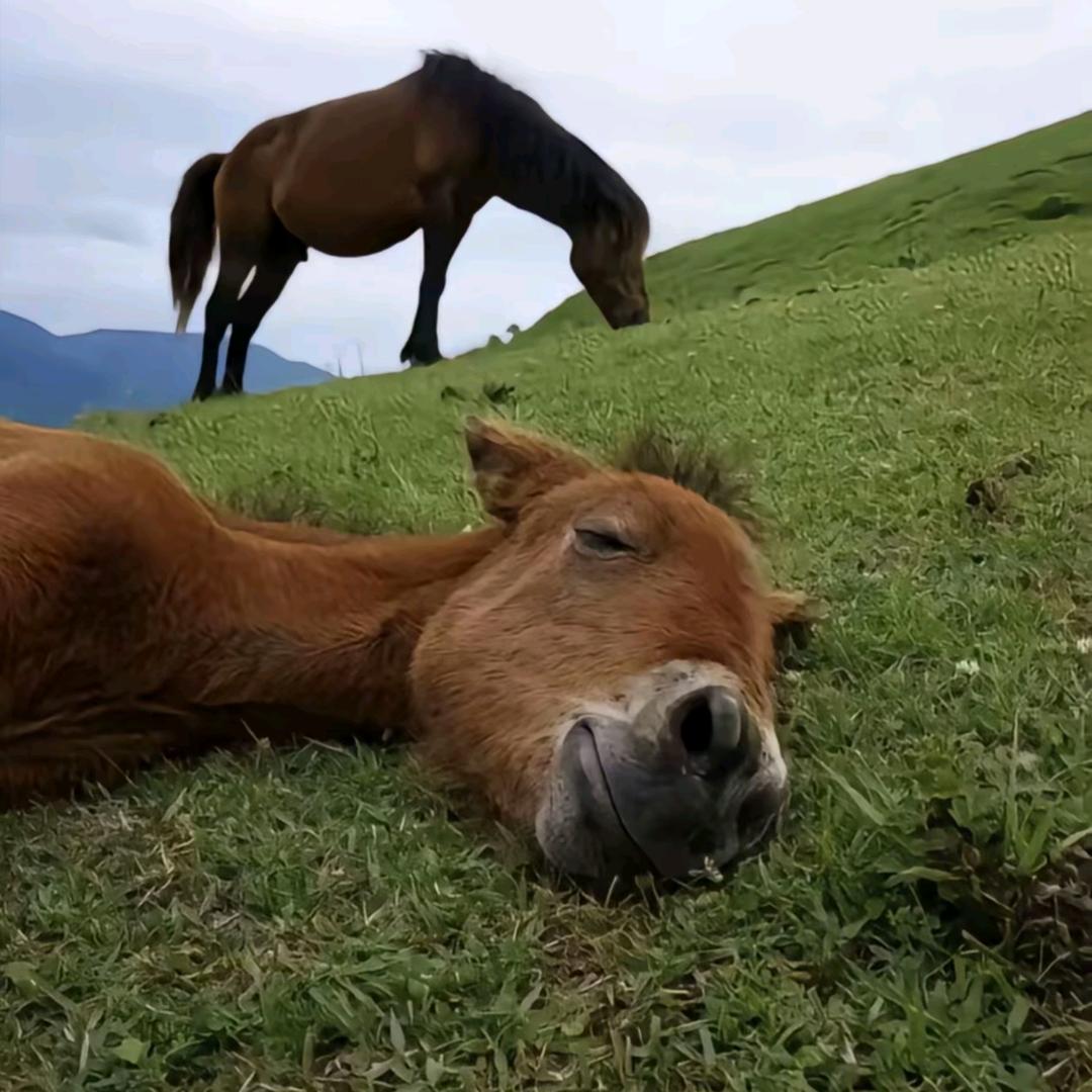 竹隐江津